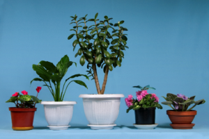 4 Plant-Watering Myths Debunked