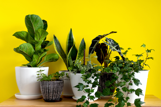 Ready for Cleaner Indoor Air This Fall? Check Out These 5 Must-Have Houseplants