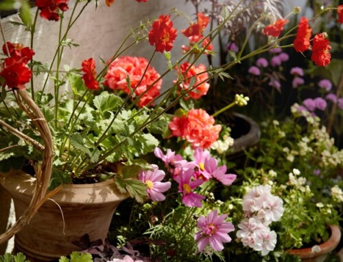 5 Ways to Enhance The Curb Appeal of Your Property With a Container Garden