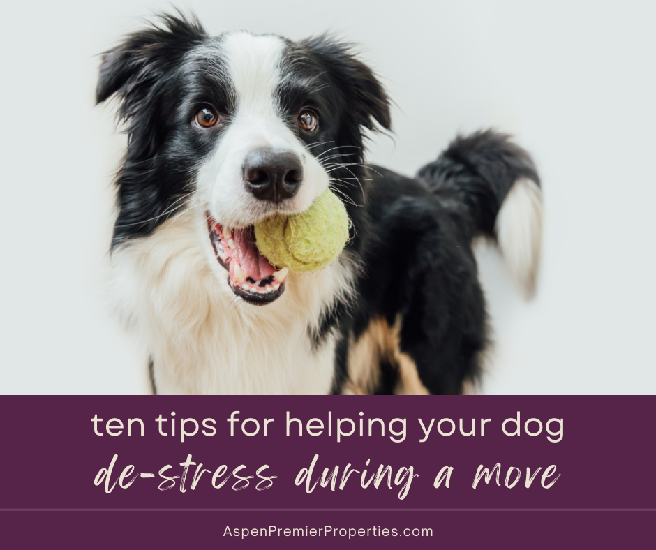 10 Tips for Helping Your Dog De-Stress When You Move