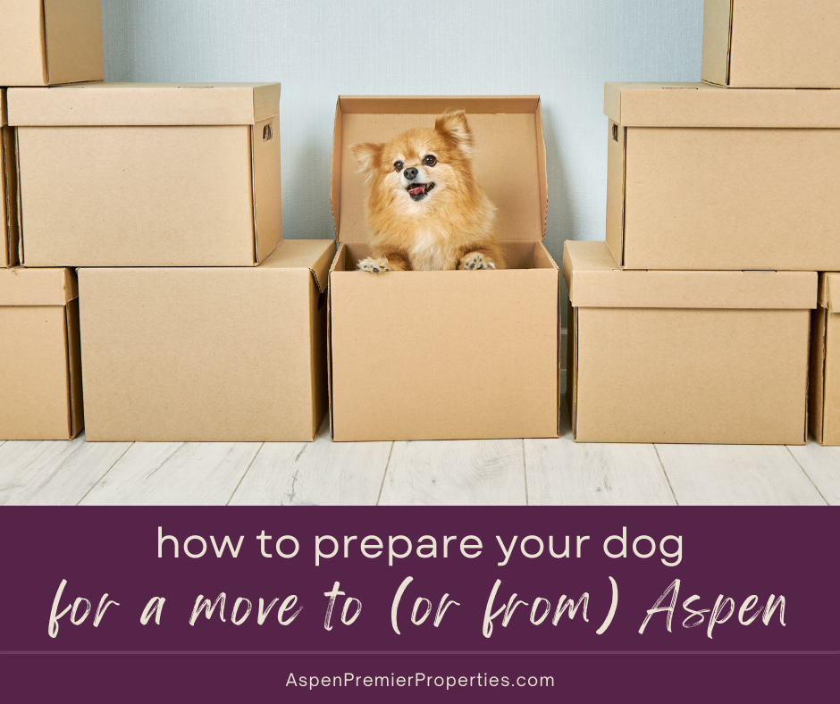 How to Prepare Your Dog for Your Move