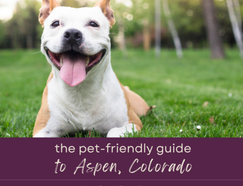 The Pet-Friendly Guide to Aspen: Best Parks and Amenities